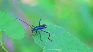 Blue Longhorn beetle in Amami Japan