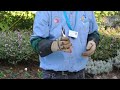 rose pruning tools u0026 hedge trimmers peninsula rose society