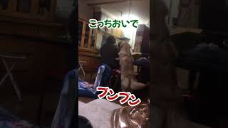 女子会を楽しむゴールデンレトリバーのこま #ゴールデン #ゴールデンレトリバー #goldenretriever