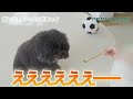 【豹変】弟犬が変わってしまいました…。年末年始過ごし方コチラ‼︎