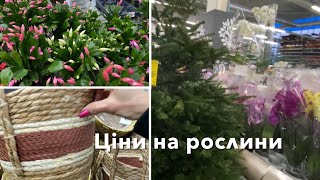 САДОВИЙ ЦЕНТР 🌲ціни на рослини💛💙Епіцентр