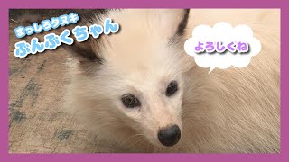 しろとり動物園に白いタヌキが仲間入り！（2023/06/12OA）