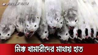 করোনা ঠেকাতে মিঙ্ক লালন-পালনে কড়াকড়ি আরোপ ডেনমার্ক সরকারের | Mink Rules