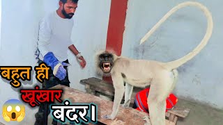 इस आदमखोर बंदर से पूरा गांव था परेशान देखिए कैसे किया गया इसको रेस्क्यू monkey rescue