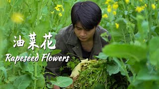 油菜花都开了，山间地头一片金黄。我捡了些羊肚菌，运气真好Rapeseed Flowers