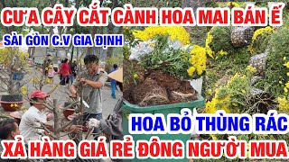 HOA Ế CẮT NHÁNH CƯA CÂY XẢ HÀNG GIÁ RẺ NGÀY CUỐI VỀ QUÊ ĂN TẾT