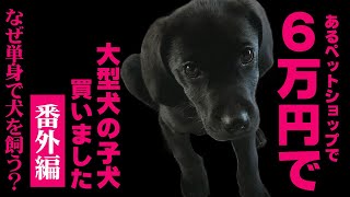 【番外編】6万円で大型犬の子犬買いました。独身なのになぜ？