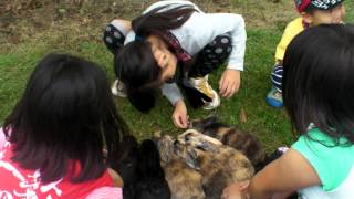 別海町産業祭16_ミニミニ動物園