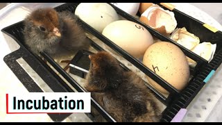 Growing Chickens: Incubation of Eggs