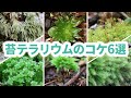 6 mosses for moss terrariums.