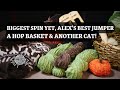 Biggest spin yet, Alex’s best jumper & another Cat | Heather and Hops Knitting Podcast | Ep.111