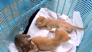 排気ダクトの中から かわいい子猫の鳴き声が！5匹の子猫を救った奇跡の物語！