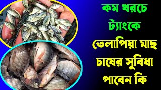 কম খরচে ট্যাংকে তেলাপিয়া মাছ চাষের সুবিধা পাবেন কি - 01728202429