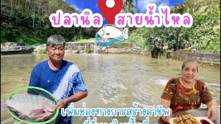 “ปลานิล สายน้ำไหล” ช่องทางอาชีพทำเงิน คนเทือกเขาสันกาลาคีรี