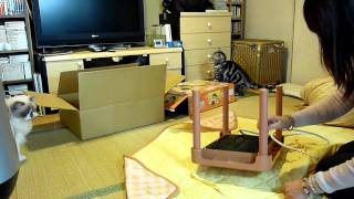 猫用こたつを買ったよ～♪              I bought a KOTATSU for cats