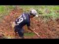 elderly farmer cultivating land for cassava planting – hard work and dedication in agriculture