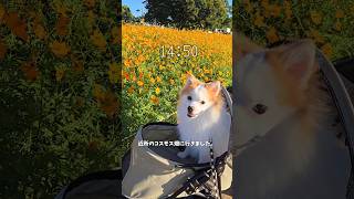 秋の休日。りんたろうの1日に密着。 #pomeranian #でかポメ #犬のいる生活 #ポメ #愛犬 #癒し #ペット