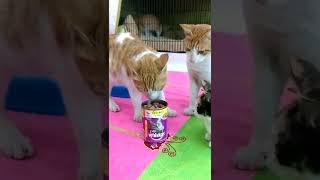 Whiskas Chicken Jelly Can Lovers Cats Face To Face 😄😄 #Shorts