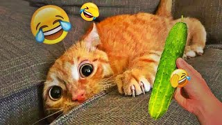 You Laugh You Lose😍🙀Funniest Dogs and Cats 2025😺🤣