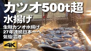 【カツオ500ｔ超水揚げ】July 26,2023　気仙沼港