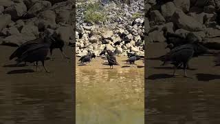 Birds of a Feather! #vulture #vultures #bird #birds #dinner #dinnertime #mealprep #nature #wild