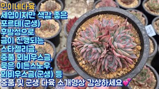 민이네다육/색감 좋은 포르테,금이 퍼지는 스타젤리금,묵은 이든스노우, 단단한 왕비뇌신금 등 중품 및 군생다육 소개영상/문자주문 010-6863-0625