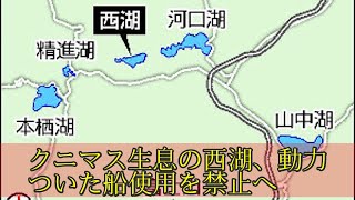 クニマス生息の西湖、動力ついた船使用を禁止へ