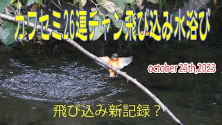 【野鳥観察】カワセミの水浴び～～ノーカット版2023/10/25撮影　計20回以上飛び込み水浴びを目の前で・・・小生がカワセミを撮り始めて、このように沢山の飛び込みを見たのは初めて～～(笑)4K版