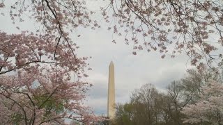 This woman helped to bring cherry blossoms to Washington, DC