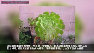 多肉植物法師養了半年不死也不活，是為什麼？該怎麼辦？