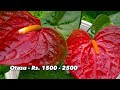 new prices of anthurium ඇන්තූරියම් මල් වල නවතම මිල ගණන්