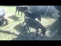 Donkey Videos Only Edit GardePro A3 Trail Camera 2 of 10 FR14 Côtes d'Armor,  Brittany, France