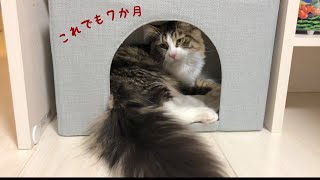 ダイソーのペットハウスにメインクーンの子猫が入ってみた【たぬきしっぽの猫】