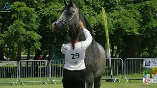 Bialka 2020 - Colts 3 Years Old (Class 3)