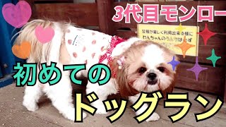 【シーズー１歳2ヶ月】初めてのドッグランに戸惑うモンロー💕