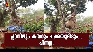 പ്ലാവില്‍ കയറി ചക്ക പറിച്ച് ആന...|Elephant|Jack Fruit | Kairali News