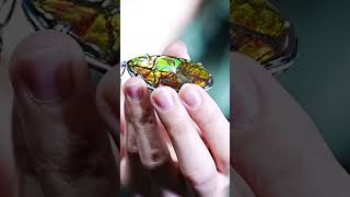 Canadian Ammolite Pendant | 加拿大斑彩石聚宝盆吊坠