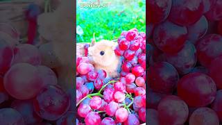 #shortvideo #grow #villagelife #grape #viralvideo #foryou