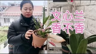 文心兰花剑要不要剪，开花没香味是什么原因，不同情况区别对待