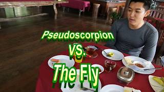 Pseudoscorpion vs. Fly