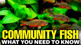 Best Freshwater Community Fish 🐠explained in 11 minutes
