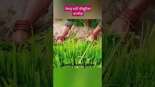 गेवाड़ घाटी हाट धामदेवल चौखुटिया अल्मोड़ा उत्तराखण्ड #shots #almora #viral #youtube #kumauni #ropayi