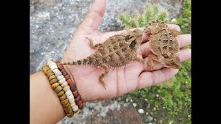 En busca de búhos, encontré algo inesperado ( Phrynosoma o lagarto cornudo). Parte 2