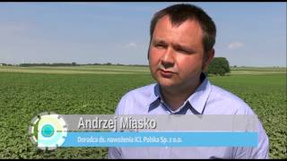 Agroleaf Power: foliar fertilizer with immediate results