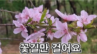 랜선힐링, 꽃길만 걸어요 두뇌힐링 5분 \