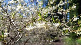 Tour the Arboretum: Early Spring in the Woodland Garden