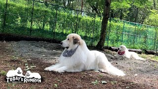 イガグリ踏んだ？悲鳴を上げたアランと猛ダッシュで駆け寄ったルンルンです　Great Pyrenees　グレートピレニーズ