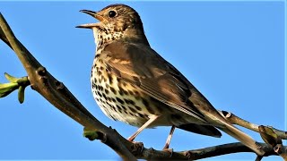 SONG THRUSH SINGING ♫  Beautiful Birdsong  ♫ - Turdus philomelos