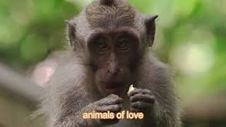 Best Monkey love - Best Of The Funny Video part -Animals of Love #BabyMonkeyAnimal #bimbimonkey