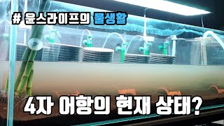 4자 어항의 현재 상태를 알려드립니다~!